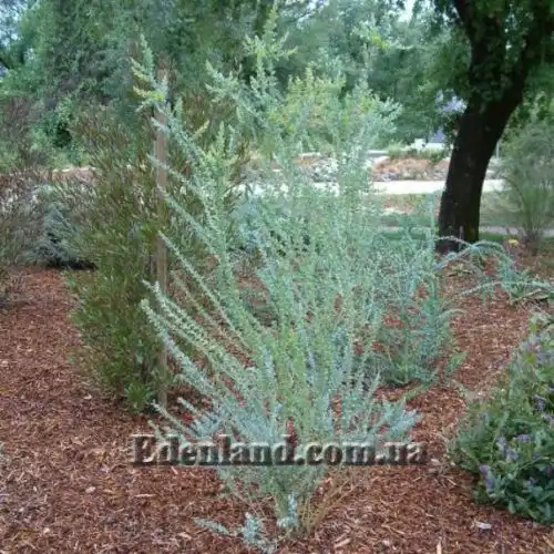 Зображення куст