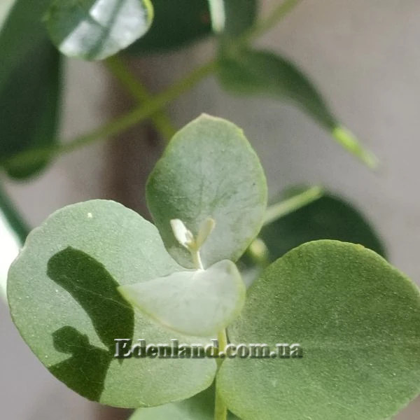 Зображення Евкаліпт Ґанна - Eucalyptus gunnii 