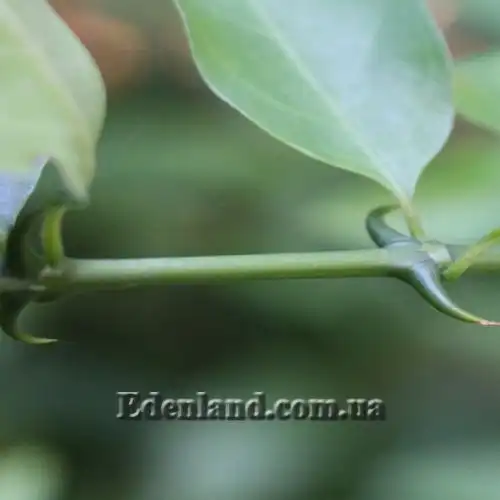 Изображение Оксицерос щетинистый - Oxyceros horridus 