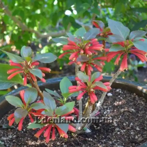 Изображение Дерматоботрис Сандерса  - Dermatobotrys saundersii