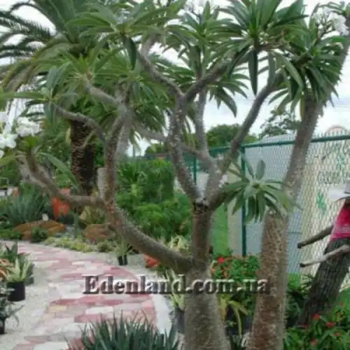 Изображение Пахиподиум Рутенберга - Pachypodium rutenbergianum 