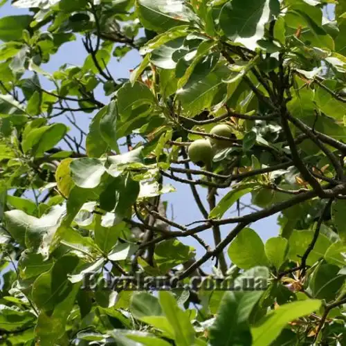 Изображение Карея древесная - Careya arborea