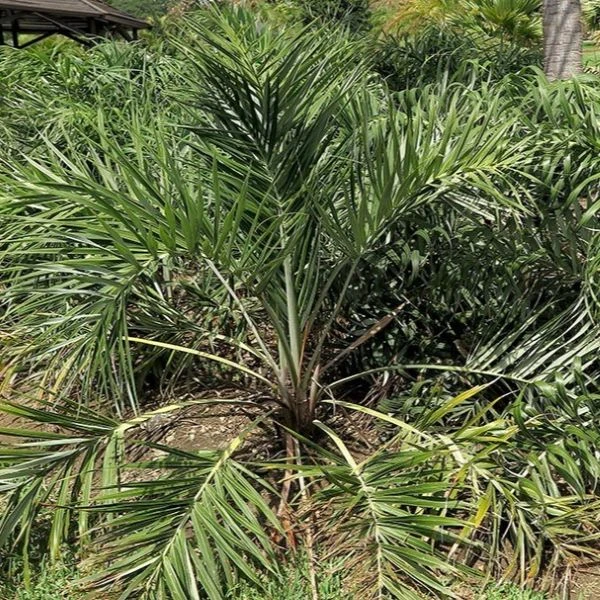 Зображення Алагоптера піщана - Allagoptera arenaria 