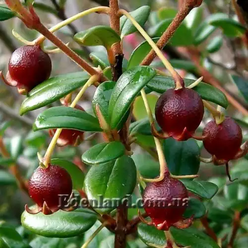 Изображение Угни Молины - Ugni molinae