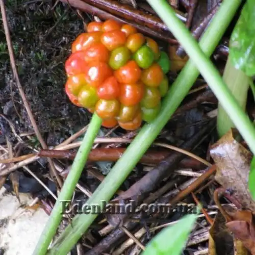 Зображення Арізема жовта - Arisaema flavum