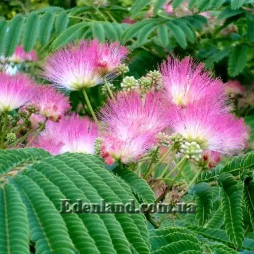 Зображення Альбіція шовкова (рожева) - Albizia julibrissin var. rosea