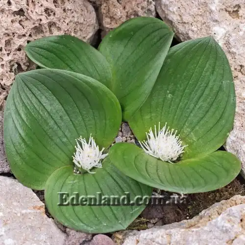 Массония щетинистая - Massonia echinata