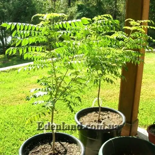 Изображение Муррайя Кёнига - Murraya koenigii