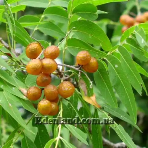 Изображение Сапиндус мыльный - Sapindus saponaria