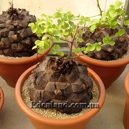 Изображение Диоскорея слоновая - Dioscorea elephantipes