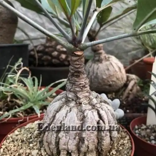 Изображение Куссония метельчатая подвид выемчатая - Cussonia paniculata subsp. sinuata 