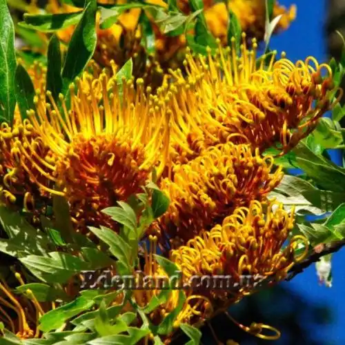 Изображение Гревиллея мощная - Grevillea robusta 