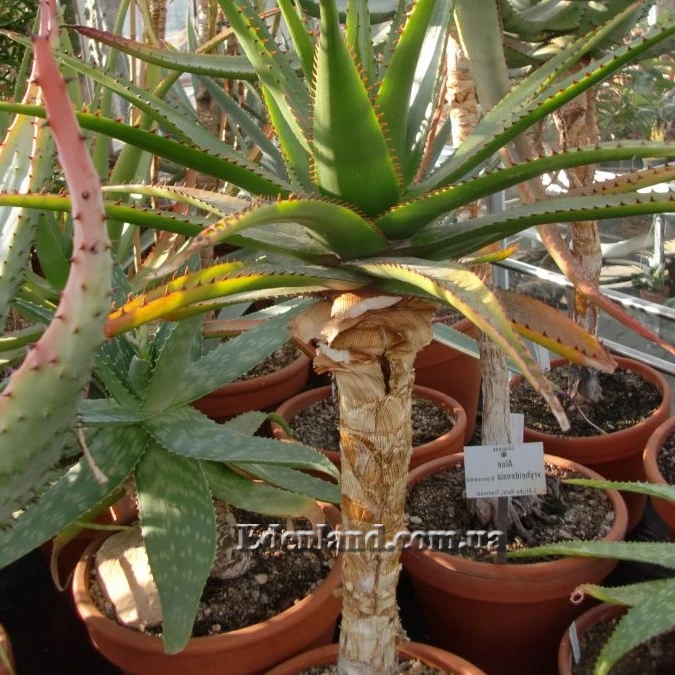 Зображення доросла рослина на стеблі