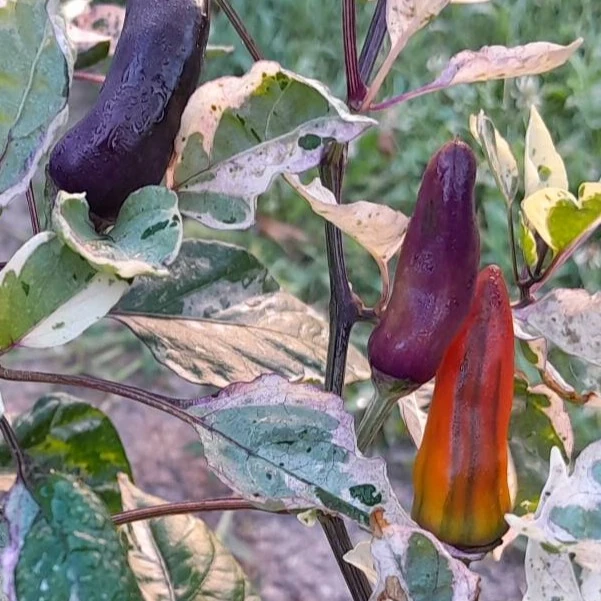 Зображення Перець гострий Халапеньо Тигр - Capsicum annuum ‘Jalapeño Tiger’ 