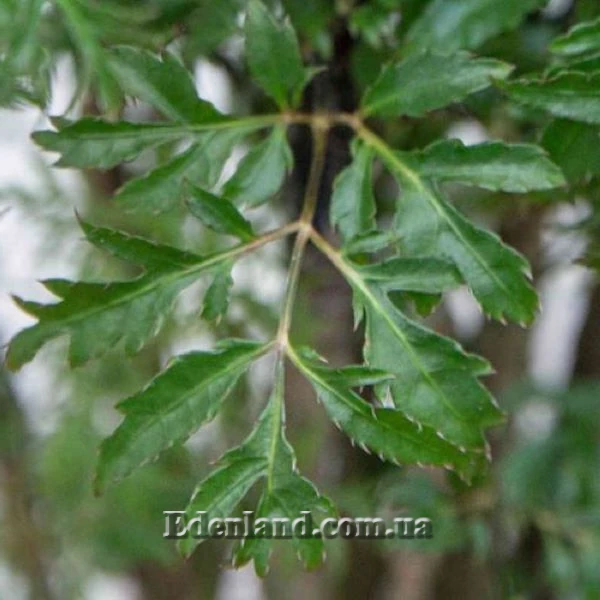 Изображение Полисциас кустарниковый  - Polyscias fruticosa