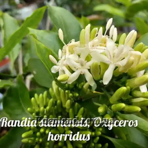 Изображение Оксицерос щетинистый - Oxyceros horridus