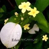 Изображение Псевдомуссенда желтая - Pseudomussaenda flavа
