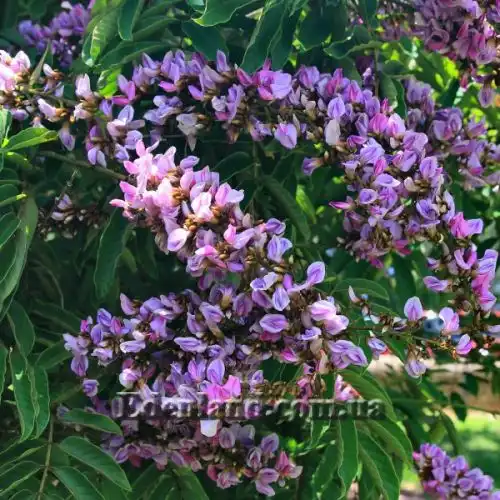 Зображення Мілетія велика - Millettia grandis