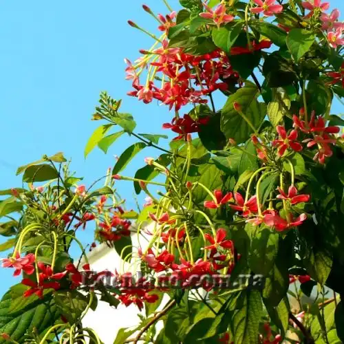 Изображение Квисквалис индийский    - Quisqualis indica 