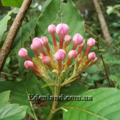 Зображення Лукулія приємна - Luculia gratissima