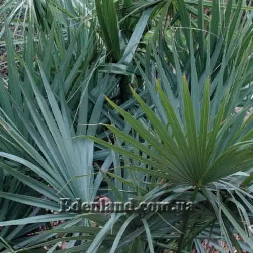 Зображення Сабаль малий - Sabal minor