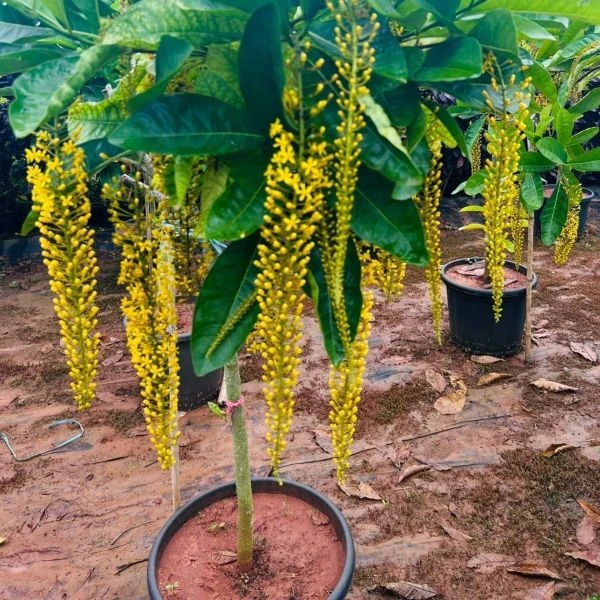 Зображення Спахея молочна - Spachea lactescens  