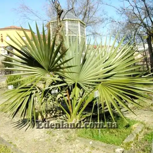 Зображення доросла рослина