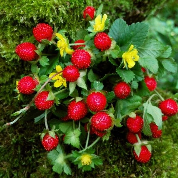 Лапчатка індійська - Potentilla indica 