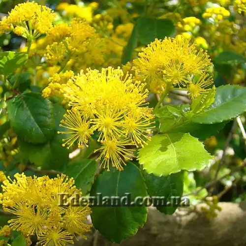 Зображення Азара зубчаста - Azara serrata 