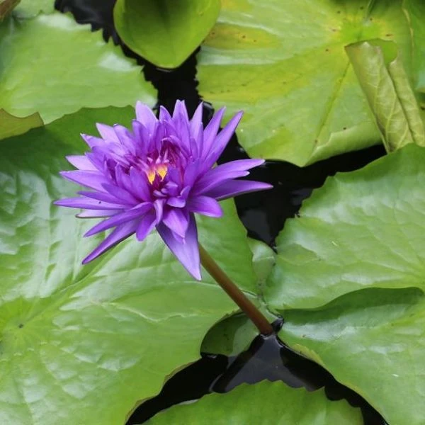 Зображення Німфея (Латаття) опушена пурпурова - Nymphaea pubescens 'Purple' 