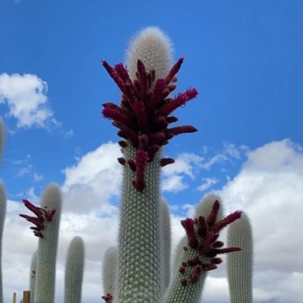 Зображення Клейстокактус Штрауса - Cleistocactus strausii 