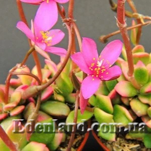 Изображение Анакампсерос краснеющий Санрайз  - Anacampseros rufescens cv 'Sunrise'