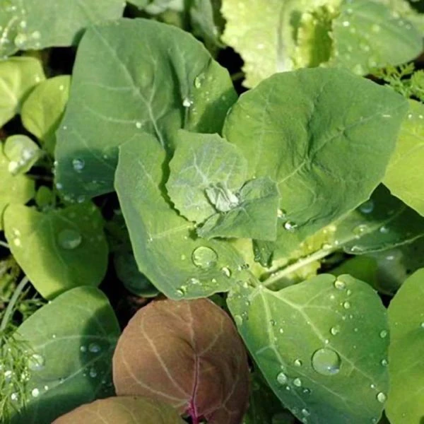 Изображение Атриплекс садовый  - Atriplex hortensis