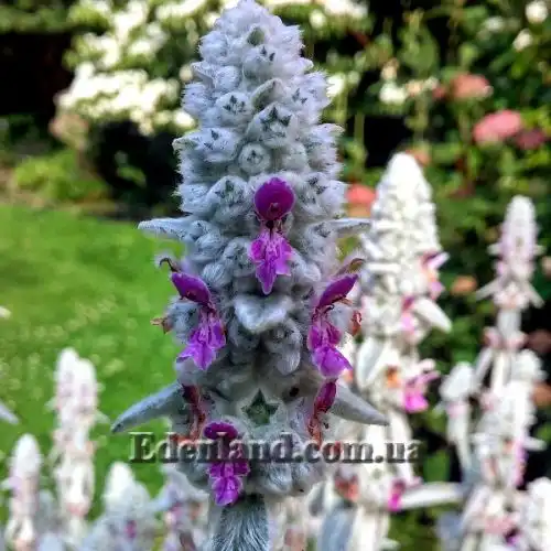 Изображение Стахис византийский - Stachys byzantina