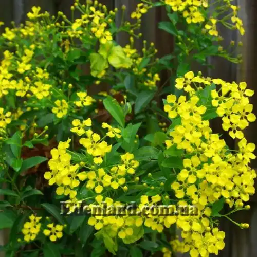 Изображение Масканья крупнокрылая - Mascagnia macroptera