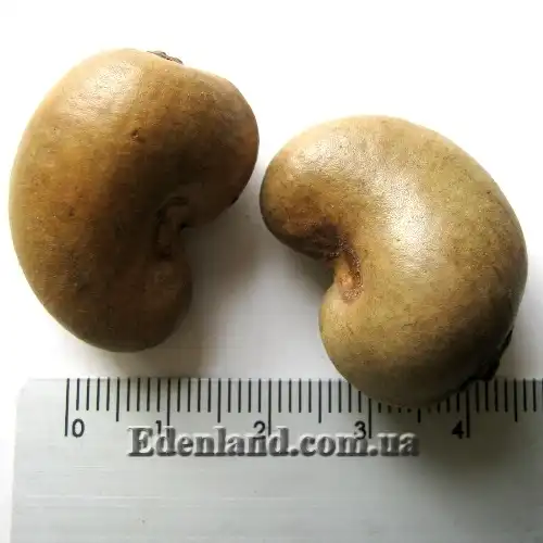 Изображение орехи