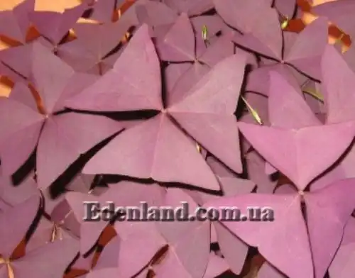 Изображение листья-бабочки