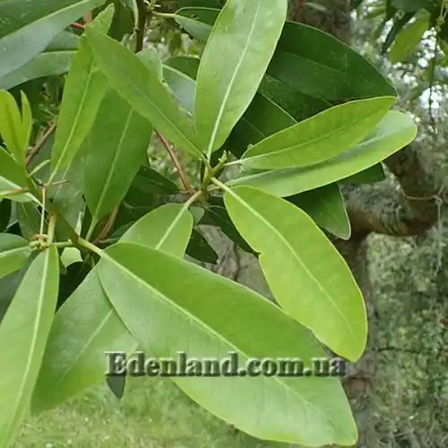 Изображение Дримис Винтера - Drimys winteri