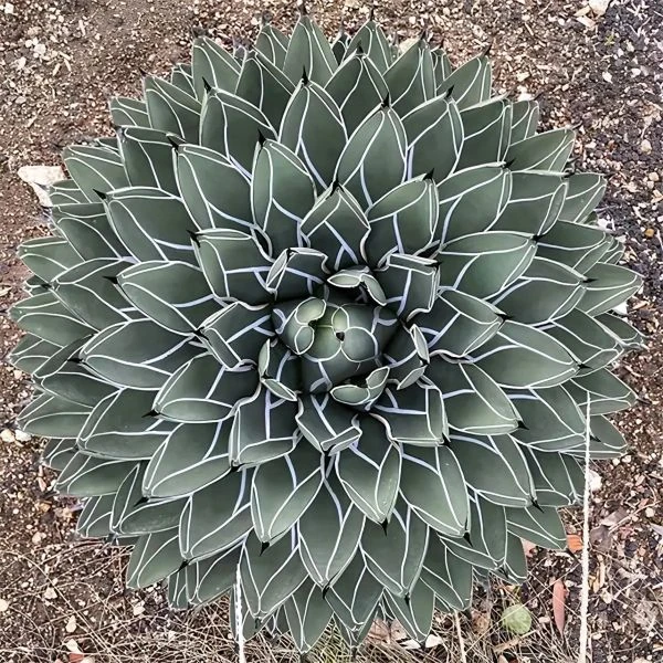 Агава Никельс - Agave nickelsiae