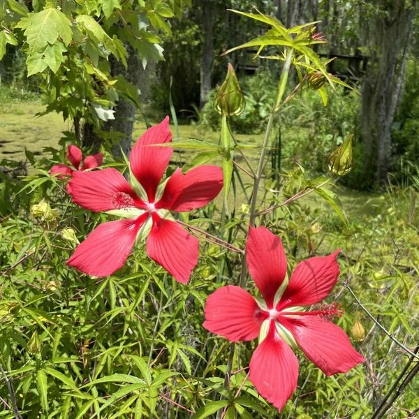 Изображение Гибискус шарлаховый (ярко-красный) - Hibiscus coccineus 