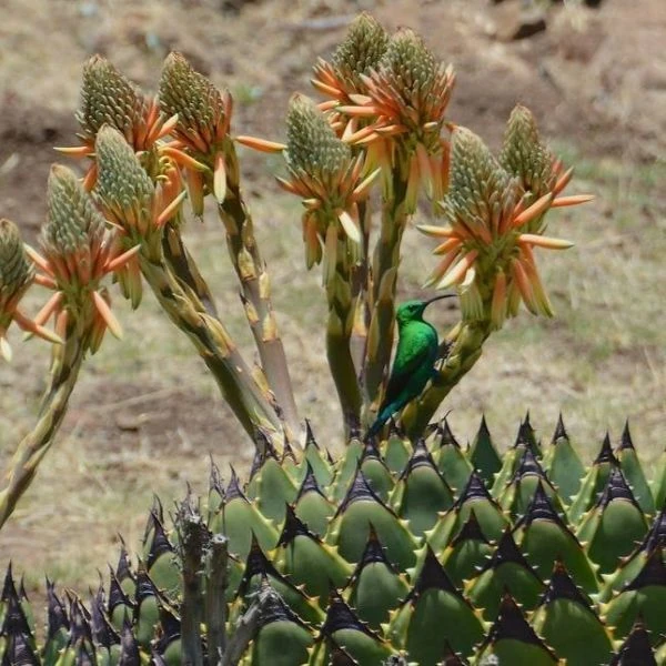 Зображення цвітіння у природі