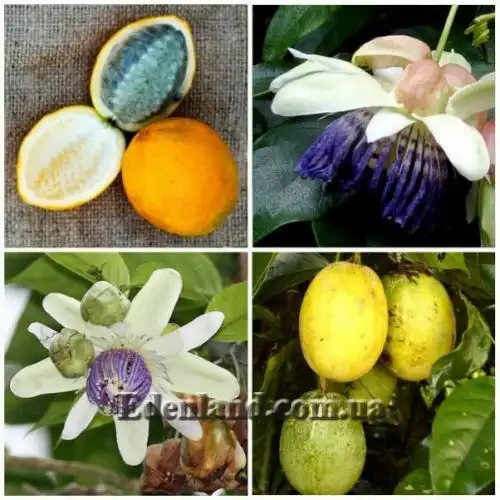 Изображение Пассифлора Попено - Passiflora popenovii