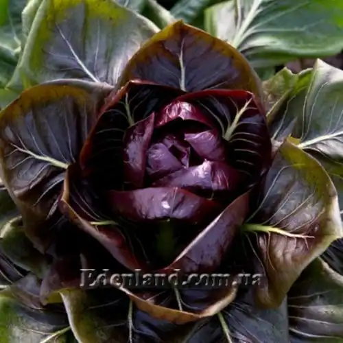 Зображення Цикорій салатний 