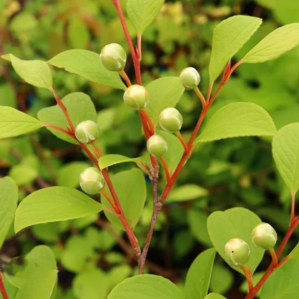 Стюартія псевдокамелія - Stewartia pseudocamellia — бутони