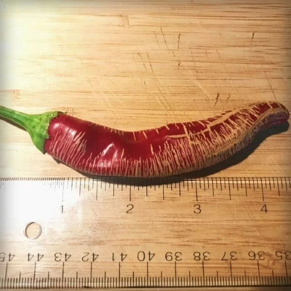 Зображення Перець Режа Македонський - Rezha Macedonian 