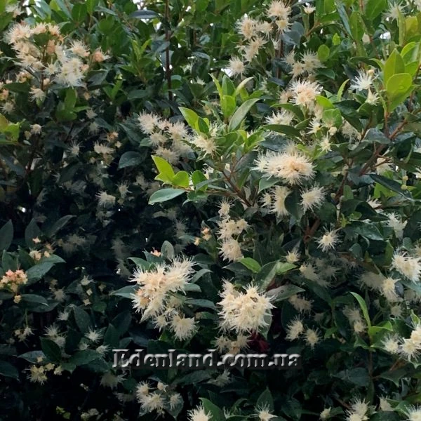 Изображение цветущее растение