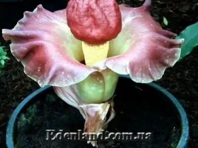 Новое поступление продукции лета 2020! Спешите заказать! Июнь 2020!