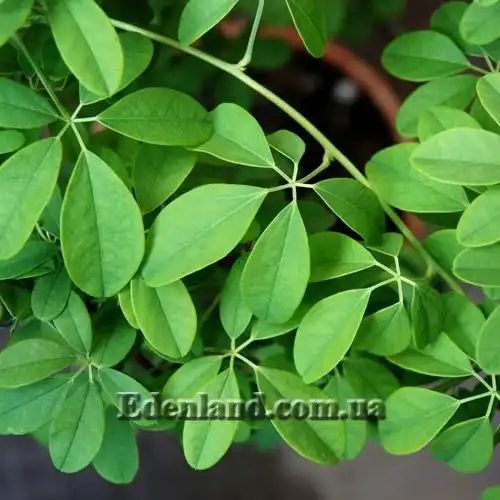 Зображення листя