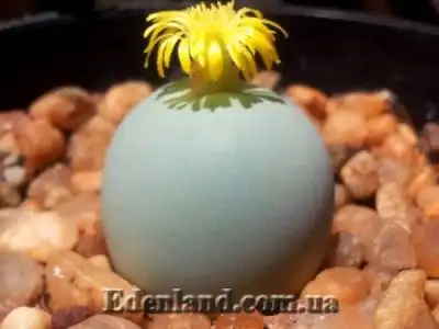 Новые поступления семян! НОЯБРЬ 2021