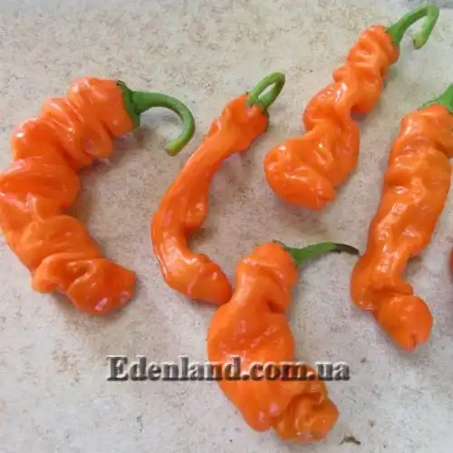 Изображение Перец Old Man 